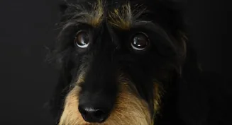 Maria De Filippi: non vivo senza cani